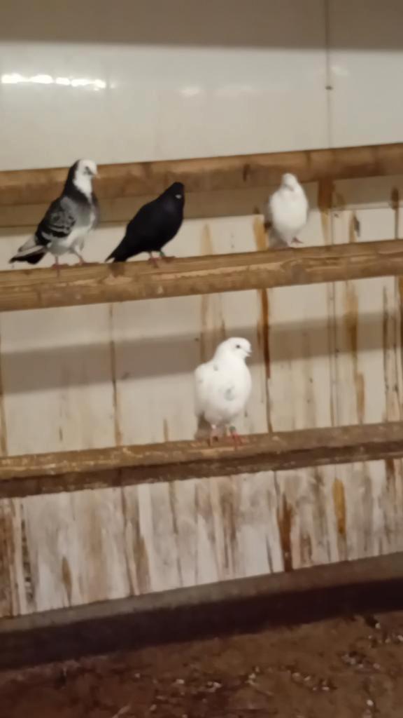 Verschillende (koppels)  sierduiven, Dieren en Toebehoren, Vogels | Duiven, Overige soorten, Meerdere dieren