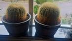 2 grote  bol cactussen  in prachtige  potten, Ophalen, Halfschaduw, Minder dan 100 cm