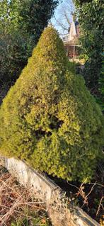 Gratis Zilverspar, Tuin en Terras, Planten | Bomen, Ophalen, Volle zon, Overige soorten, 100 tot 250 cm