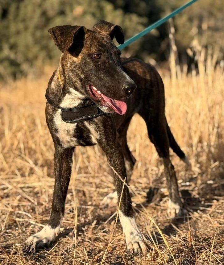 Tigger verblijft in Cyprus, Dieren en Toebehoren, Honden | Niet-rashonden, Middel, Teef, Handelaar, Eén hond, Buitenland, 15 weken tot 1 jaar