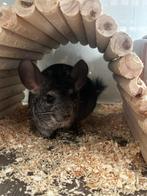 Chinchilla te koop, Dieren en Toebehoren, December, Mannelijk, Chinchilla