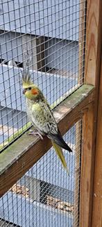 Nog 1 jonge valkparkiet, Dieren en Toebehoren, Vogels | Parkieten en Papegaaien, Geslacht onbekend, Parkiet, Geringd