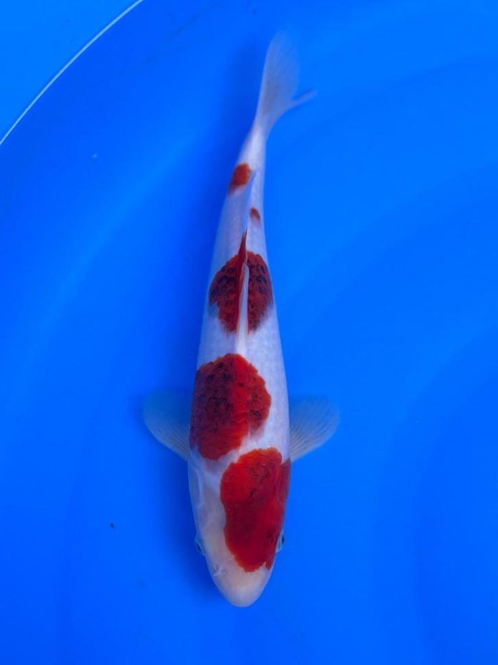 HQ Jumbo Tosai van Izumiya | Koikarpers  | Tosai vissen, Dieren en Toebehoren, Vissen | Vijvervissen, Karper of Koi