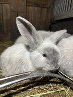 Franse hangoor, Dieren en Toebehoren, Meerdere dieren, Groot, Hangoor, 0 tot 2 jaar