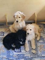 Labradoodle puppy’s te koop, Dieren en Toebehoren, Honden | Chihuahua's en Gezelschapshonden, Overige rassen, Meerdere, Meerdere dieren