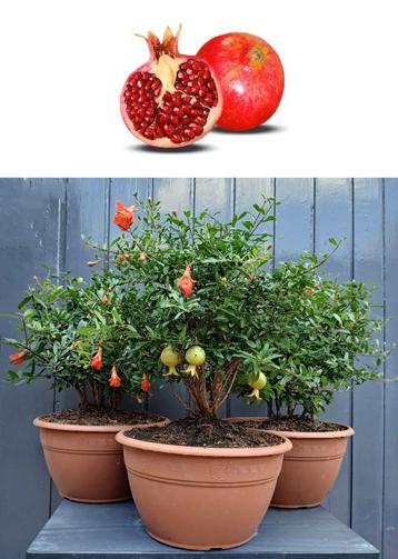 2 Granatum Punica var. Nana- Dwerggranaatappel-Vruchtdragend beschikbaar voor biedingen