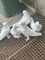 Takla duiven, Dieren en Toebehoren, Vogels | Duiven, Meerdere dieren, Postduif