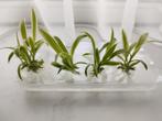 Graslelie stekjes met wortels, klaar voor de grond!, Overige soorten, Minder dan 100 cm, Groene kamerplant, Halfschaduw