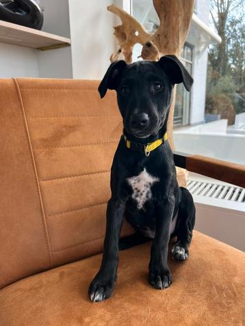 Uniek; DALMADOR PUP teefje!( Dalmatier X Labrador) beschikbaar voor biedingen