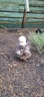 4 stuks USA Zijdehoender hennen, Dieren en Toebehoren, Pluimvee, Vrouwelijk, Kip