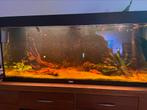 Aquarium compleet, Dieren en Toebehoren, Ophalen, Zo goed als nieuw, Gevuld zoetwateraquarium