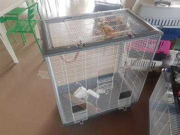 Zoolus Neolife 80 beschikbaar voor biedingen