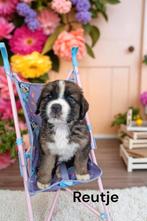 Lieve Puppy's mama berner papa sint bernard, Dieren en Toebehoren, Honden | Niet-rashonden, België, Particulier, Rabiës (hondsdolheid)