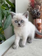 Prachtige Britse korthaar Bluepoint poesje, Dieren en Toebehoren, Katten en Kittens | Overige Katten, Poes