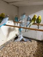 Verschillende kleuren grasparkieten, Dieren en Toebehoren, Meerdere dieren, Parkiet, Geringd