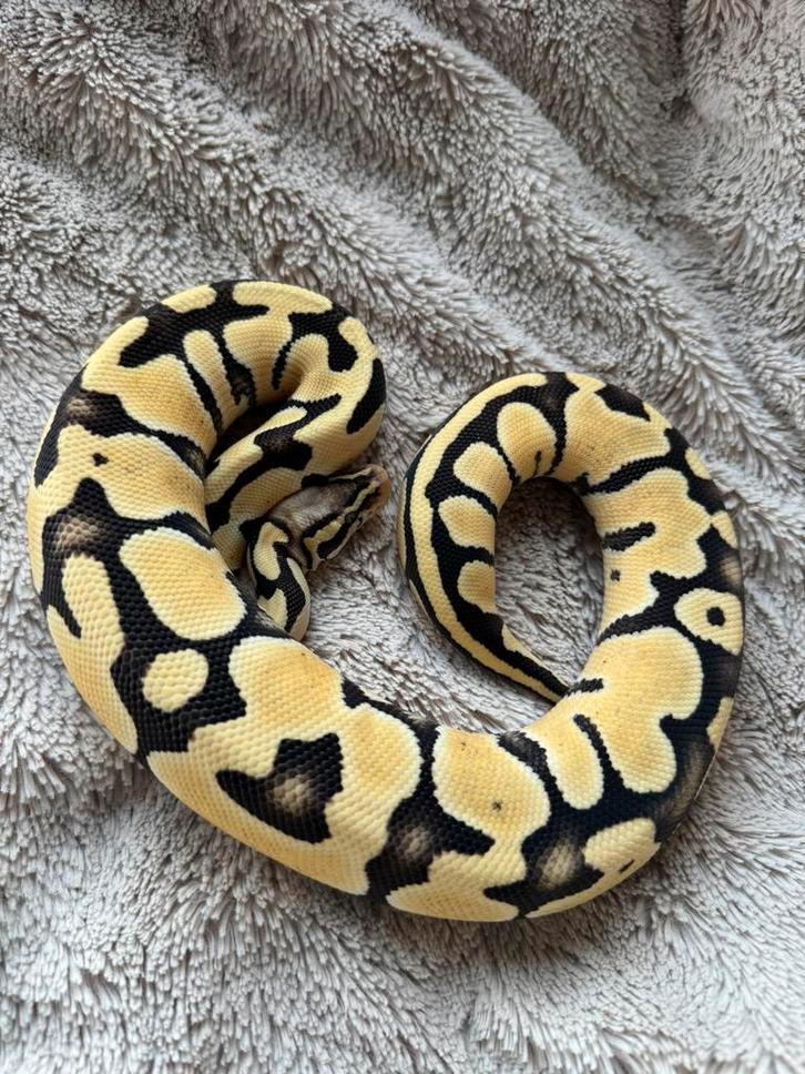 0.1 Ball Python (Python Regius) NK2024
