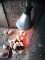 Pluimvee, Dieren en Toebehoren, Meerdere dieren, Kip