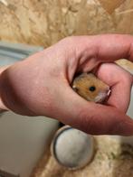 Jonge syrische hamsters, Dieren en Toebehoren, Knaagdieren, Meerdere dieren, Hamster, Na 1 juli 2024