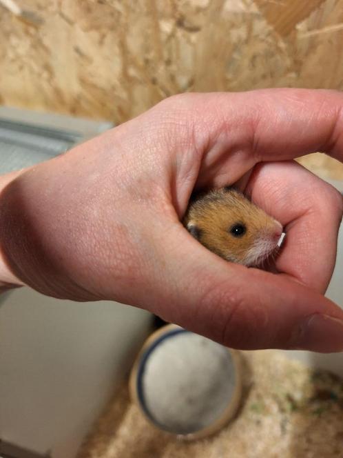 Jonge syrische hamsters, Dieren en Toebehoren, Knaagdieren, Meerdere dieren, Hamster, Na 1 juli 2024