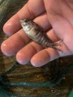 Multi colllers, Dieren en Toebehoren, Vissen | Vijvervissen, Karper of Koi