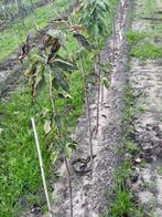 Jonge fruitbomen., Ophalen of Verzenden, Volle zon, Overige soorten