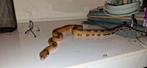 1.0 boa constrictor inperator, Dieren en Toebehoren, Reptielen en Amfibieën, Slang, 3 tot 6 jaar