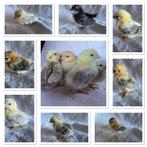 Serama kuikentjes krulveer en gladveer, Dieren en Toebehoren, Geslacht onbekend, Kip