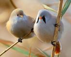 Gezocht/ te koop baardman, Dieren en Toebehoren, Vogels | Overige Vogels, Mannelijk, Wildzangvogel