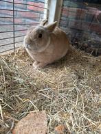 Lief konijn, Dieren en Toebehoren, Konijnen, Mannelijk, Middelgroot, 6 tot 8 jaar