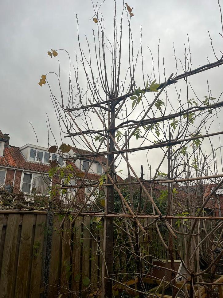 Leilinde - Prachtige boom voor uw tuin!, Tuin en Terras, Planten | Bomen, Leiboom, 100 tot 250 cm, Volle zon, Lente, Ophalen