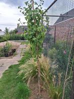 ginko biloba, Overige soorten, Lente, 100 tot 250 cm, Ophalen