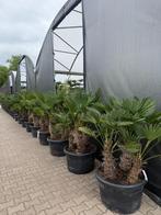 Meerstammige Trachycarpus wagnerianus palmbomen te koop!!, In pot, Halfschaduw, Ophalen of Verzenden, 100 tot 250 cm