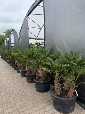 Meerstammige Trachycarpus wagnerianus palmbomen te koop!! beschikbaar voor biedingen