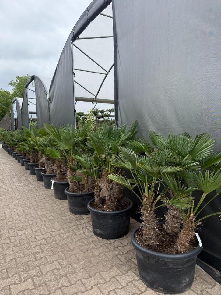 Meerstammige Trachycarpus wagnerianus palmbomen te koop!!, Tuin en Terras, Planten | Bomen, Palmboom, 100 tot 250 cm, Halfschaduw