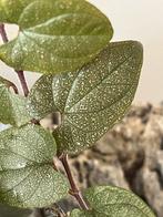 Piper mini Japan, Ophalen of Verzenden