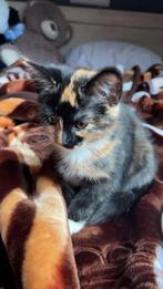 Kitten, Poes, 0 tot 2 jaar