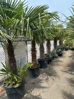 Trachycarpus fortunei palmen, Ophalen, Zomer, Volle zon, Palmboom