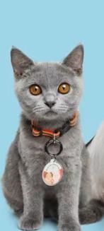 Trackers voor Hond en Kat met bandje of zonder, Dieren en Toebehoren, Ophalen of Verzenden