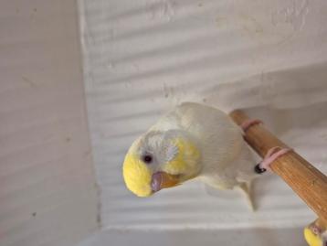 Geelmasker ino x Geelmasker ino lacewing beschikbaar voor biedingen