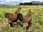 Jonge tamme Brahma kippen hennen gesekst en ingeënt, Dieren en Toebehoren, Pluimvee, Vrouwelijk, Kip