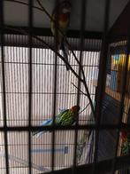 rosella, prachtrosella, Dieren en Toebehoren, Vogels | Parkieten en Papegaaien, Meerdere dieren, Parkiet, Geringd