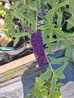 Buddleja black knight vlinderstruik gaat nu bloeien in 5 l., Volle zon, Vaste plant, Zomer, Ophalen