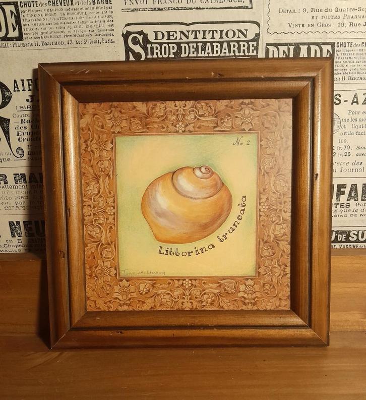 🐚🐚🐚 Schilderij Schelp Littorina truncata 🐚🐚🐚, Huis en Inrichting, Woonaccessoires | Schilderijen, Tekeningen en Foto's, Schilderij