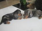 Mini teckel kaninchen pups, Dieren en Toebehoren, Honden | Teckels en Dashonden, Kaninchen, CDV (hondenziekte), 8 tot 15 weken