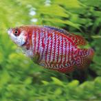 Dwerggroerami - leuke koppel voor uw tropisch aquarium, Vis, Zoetwatervis