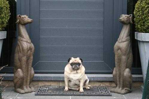groot zittend hond windhond whippet greyhound, Antiek en Kunst, Kunst | Beelden en Houtsnijwerken, Ophalen of Verzenden