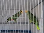 Koppel dubbele geelkopamazone, Dieren en Toebehoren, Vogels | Parkieten en Papegaaien, Meerdere dieren, Papegaai, Geringd