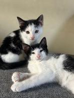 Schattige, sociale kittens, Meerdere dieren