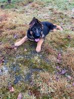 Prachtige duitse herder pup teefje, Dieren en Toebehoren, Honden | Herdershonden en Veedrijvers, Parvo, 15 weken tot 1 jaar, Teef