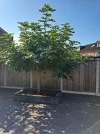 Vijgenboom, Tuin en Terras, Ophalen, Bloeit niet, Volle zon, Overige soorten